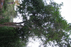 Atalantia monophylla